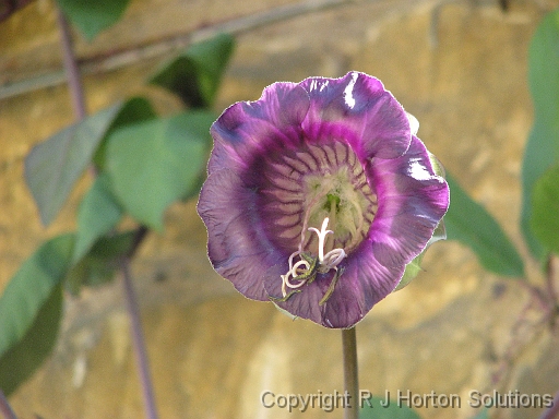 Cup Saucer Vine